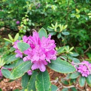 Maxi and Lack of color hat bundle